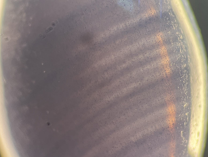 Curved color banding and gas bubbles within a synthetic star sapphire